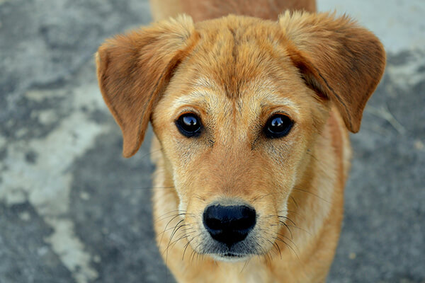 A fox-red labrador