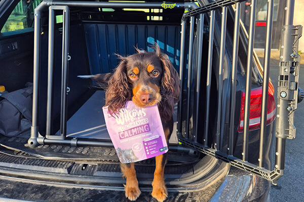 A spaniel sits in a 4Pets Pro Dog Cage, carrying a bag of Wilsons Dog Calming Supplments in it's mouth.