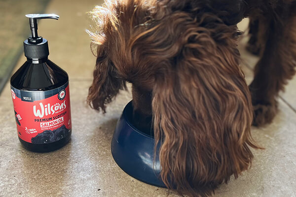 A dog drinks from it's water bowl