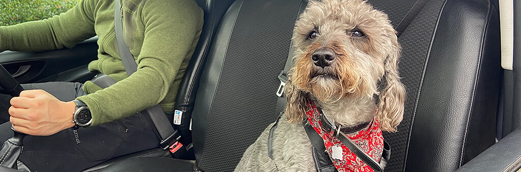 Keeping dogs safe and happy in a van