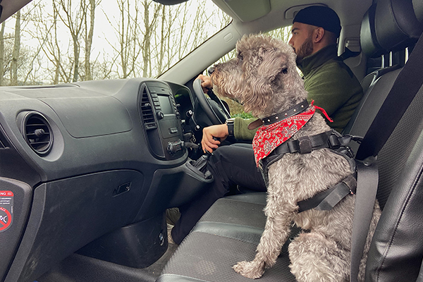 Keeping dogs safe and happy in a van