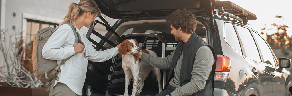 How to travel safely with pets