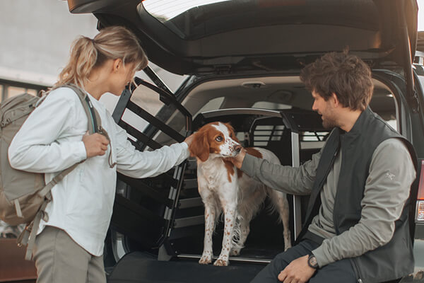 How to travel safely with pets