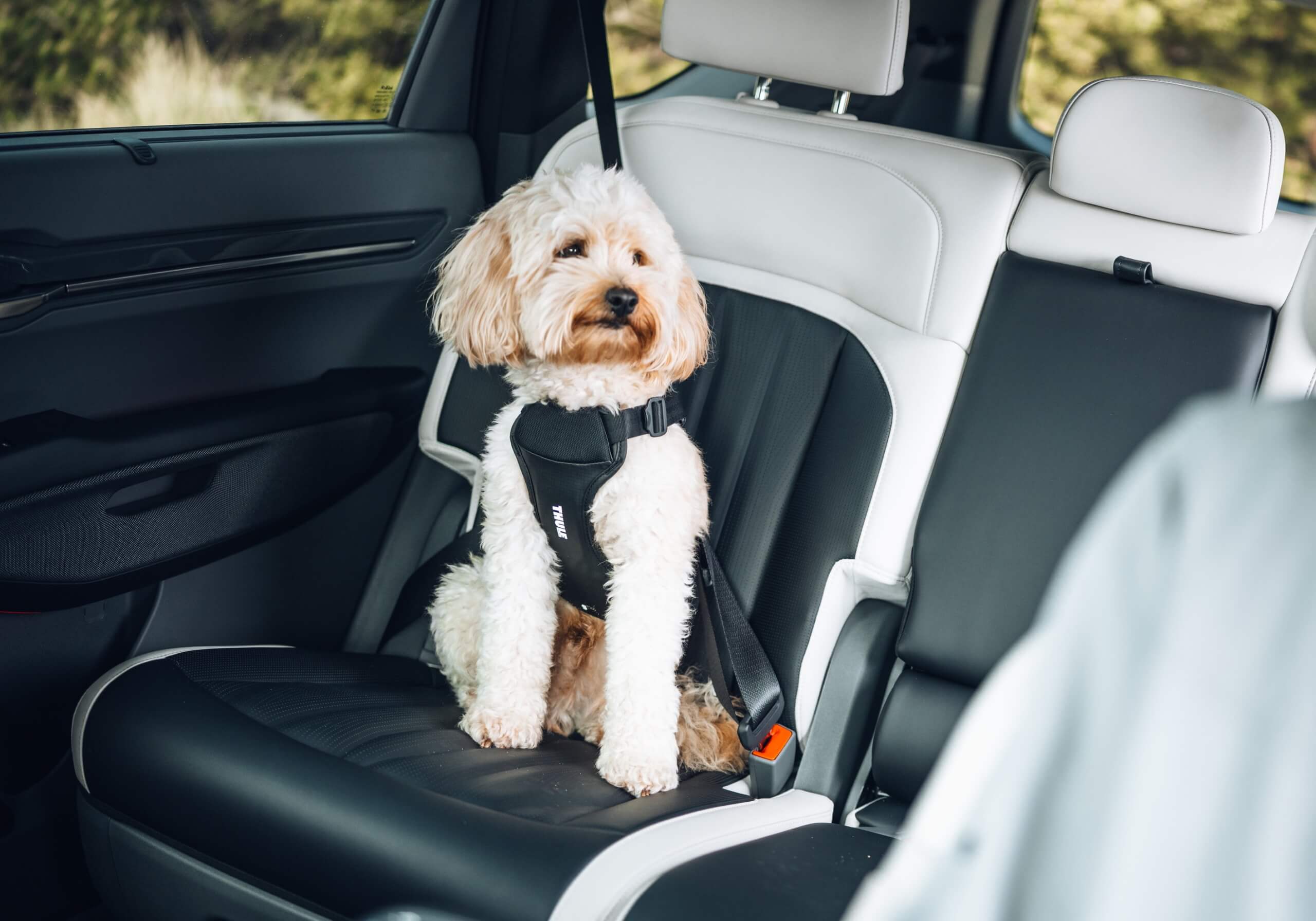 Thule Cappy crash-tested dog harness, Small, no. 771001