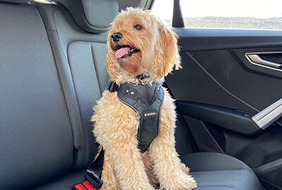 Car Dog Guards & Harnesses